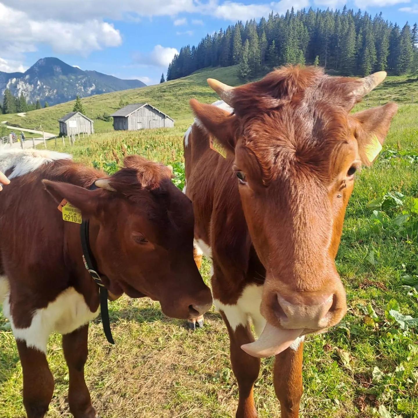 Mountainlove Strobl Eksteriør bilde